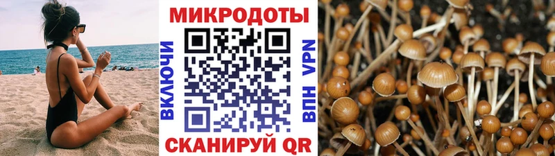 Псилоцибиновые грибы Psilocybine cubensis  Муравленко 